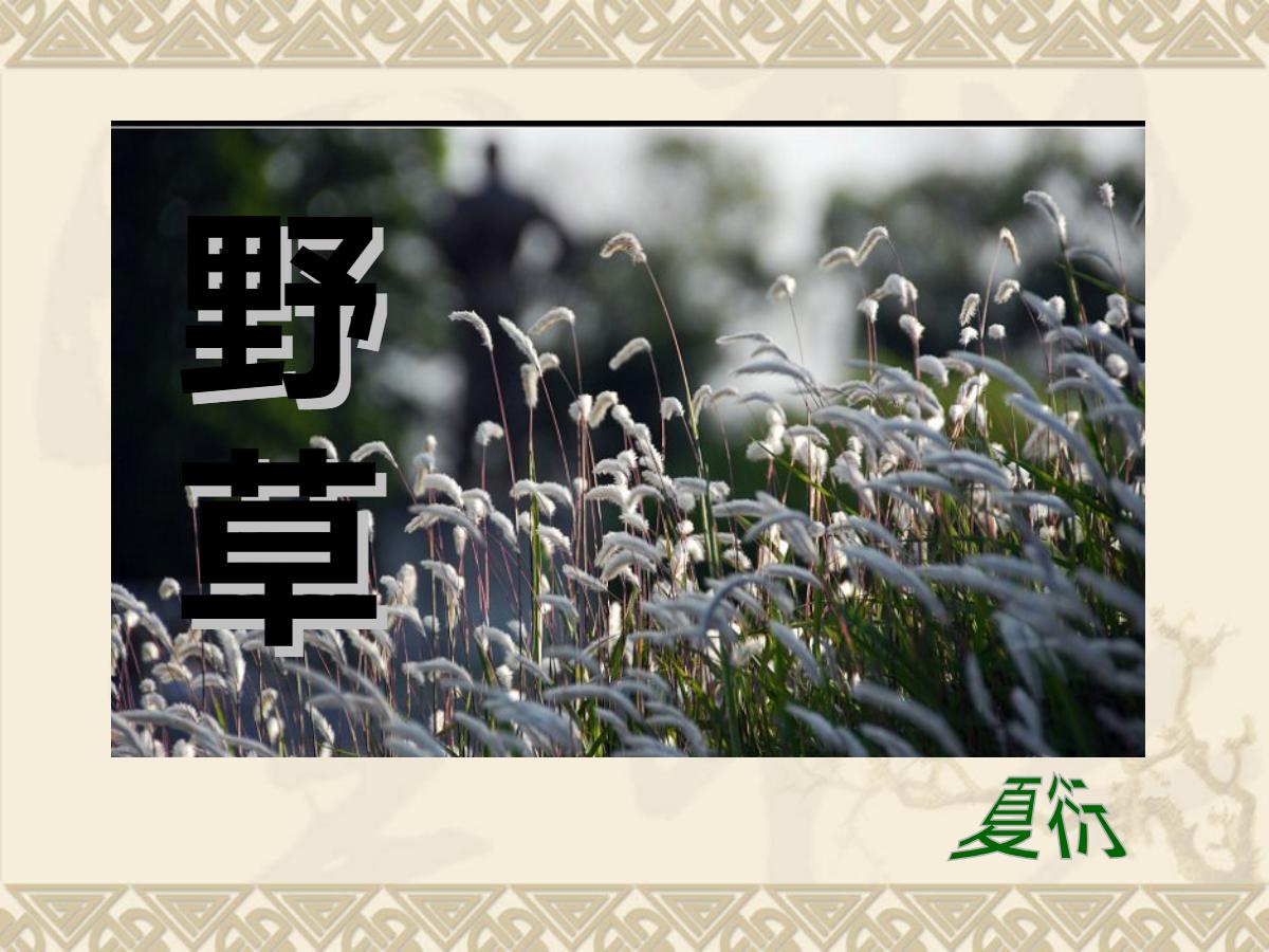 《野草》PPT课件