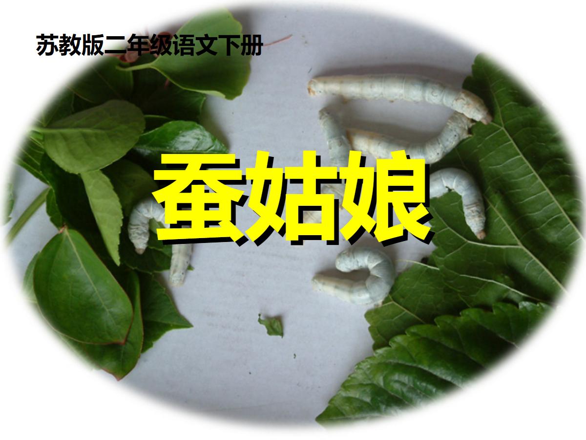 《蚕姑娘》PPT课件2