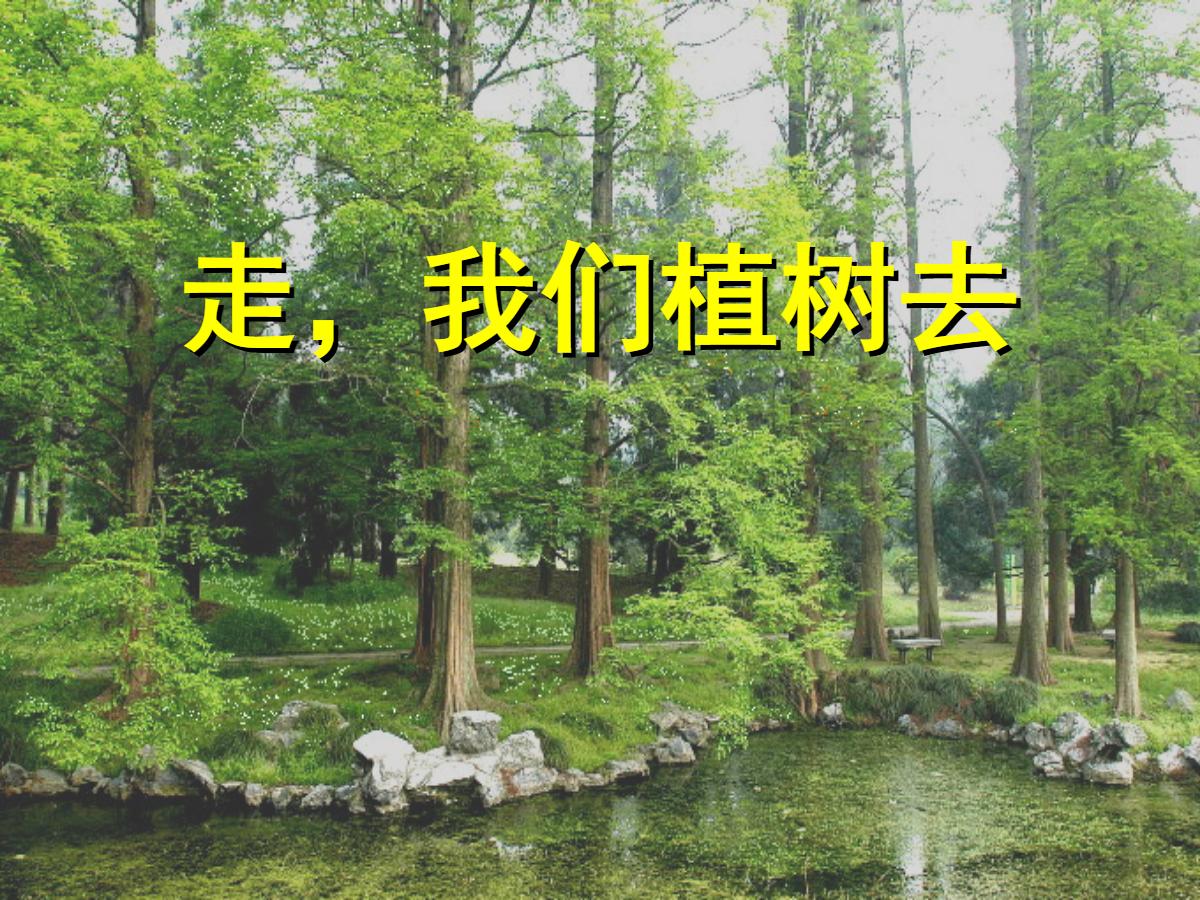 《走，我们去植树》PPT课件2
