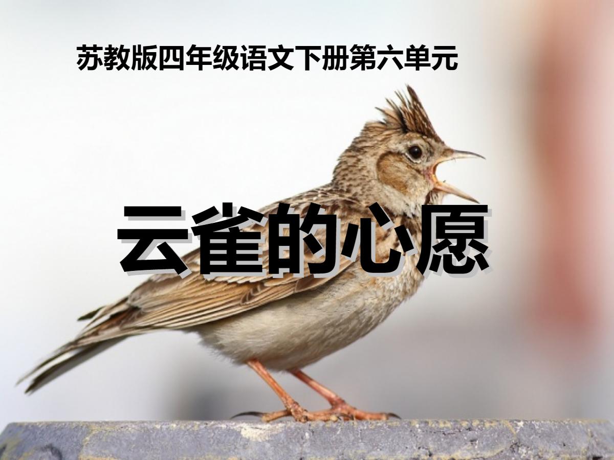《云雀的心愿》PPT课件2