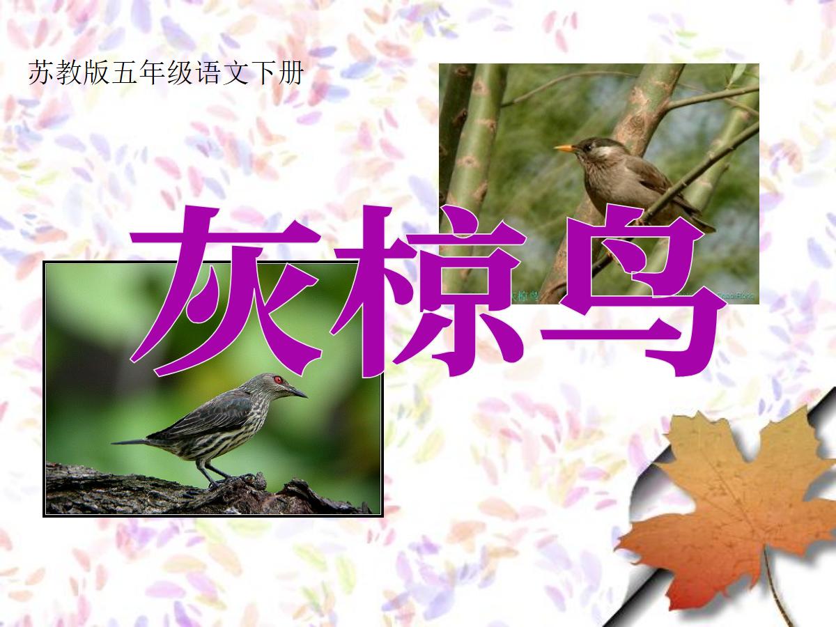《灰椋鸟》PPT课件