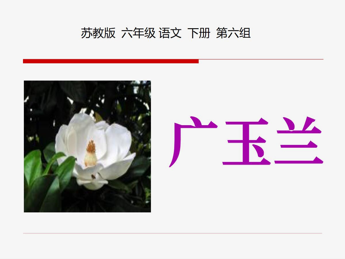 《广玉兰》PPT课件2