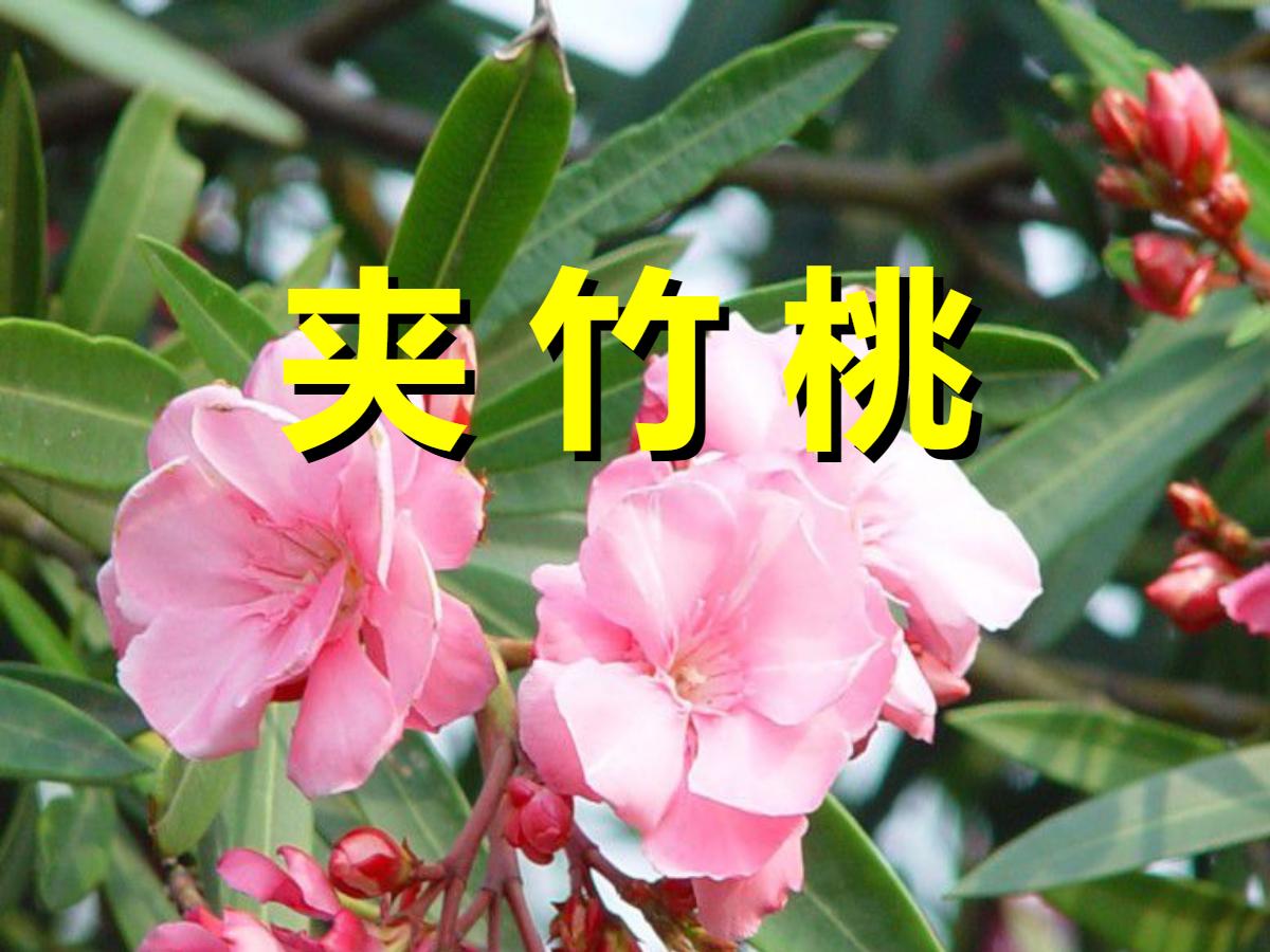 《夹竹桃》PPT课件5
