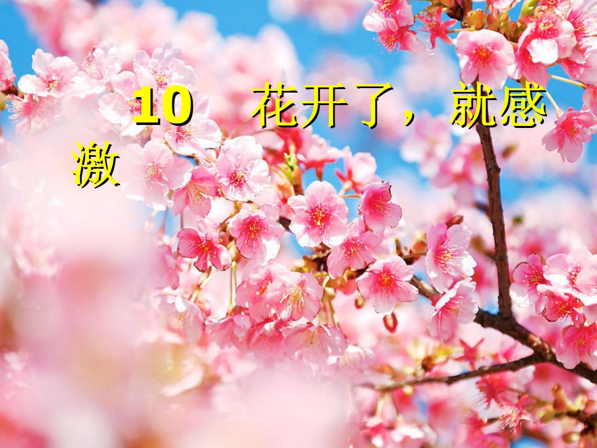 《花开了，就感激》PPT课件