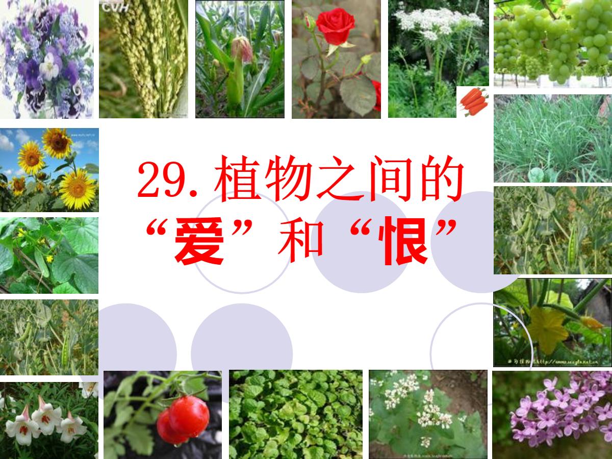 《植物之间的爱和恨》PPT课件