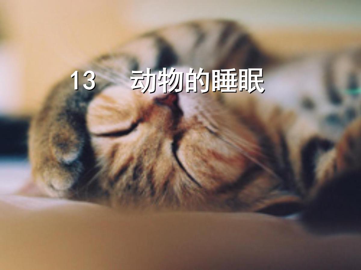 《动物的睡眠》PPT课件3