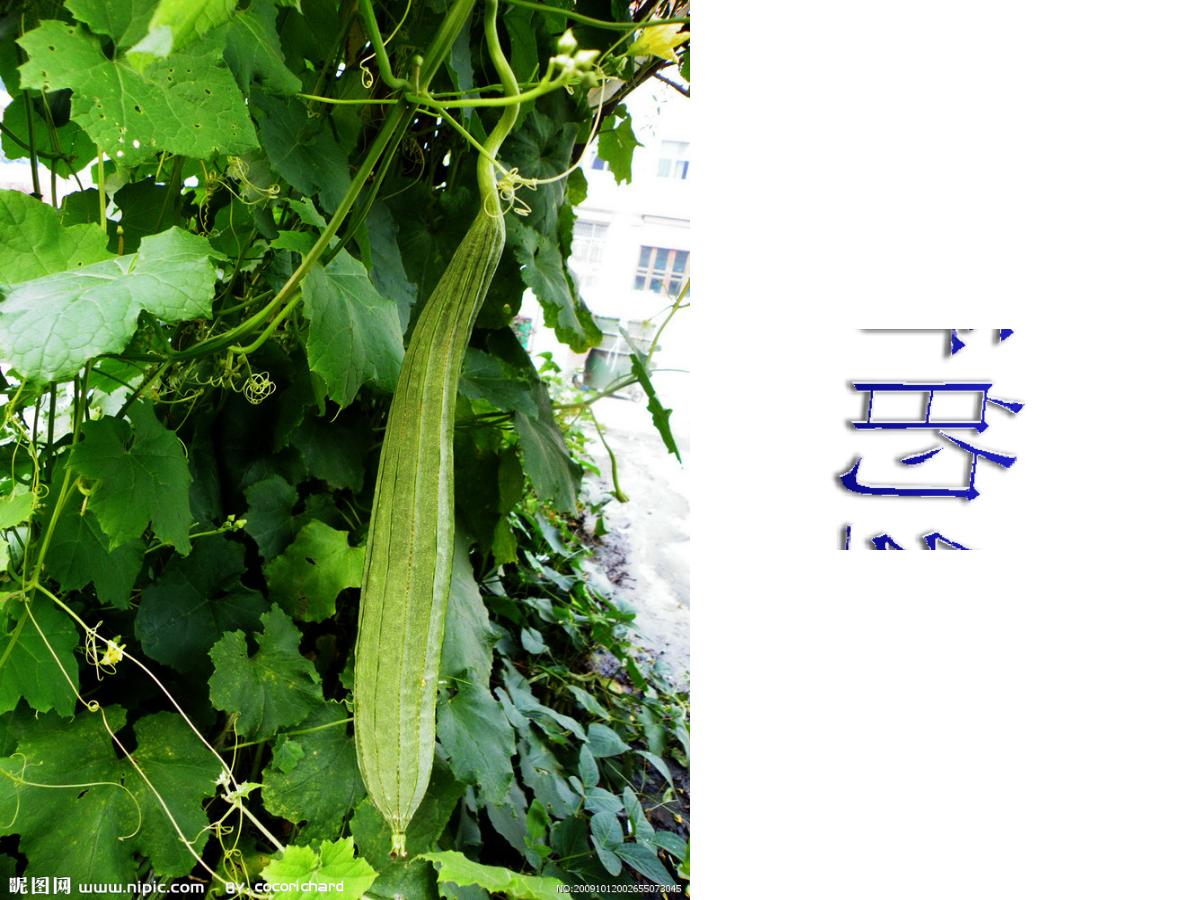 《神奇的丝瓜》PPT课件