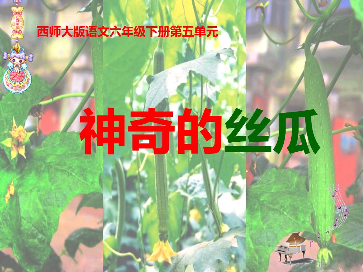 《神奇的丝瓜》PPT课件3