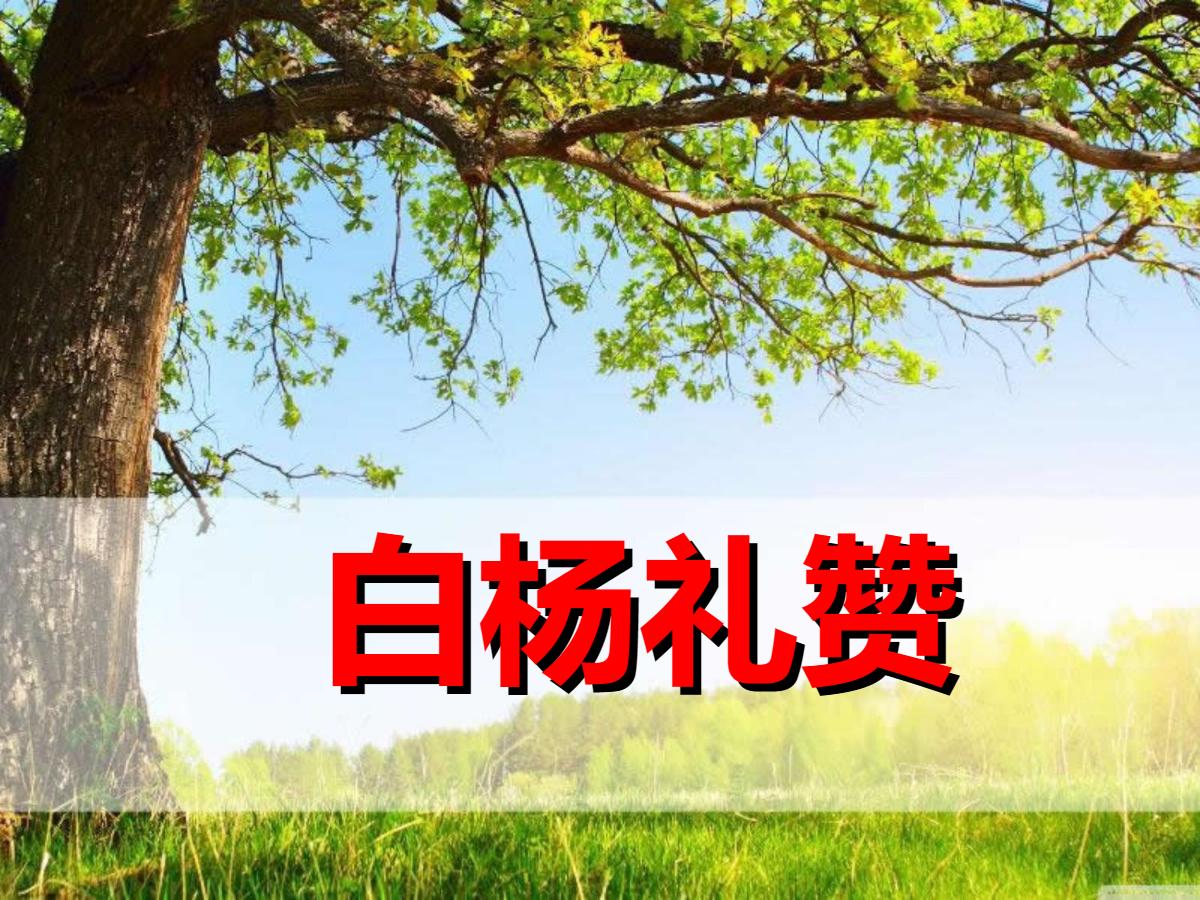 《白杨礼赞》PPT课件4
