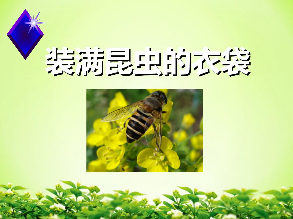 《装满昆虫的衣袋》PPT课件