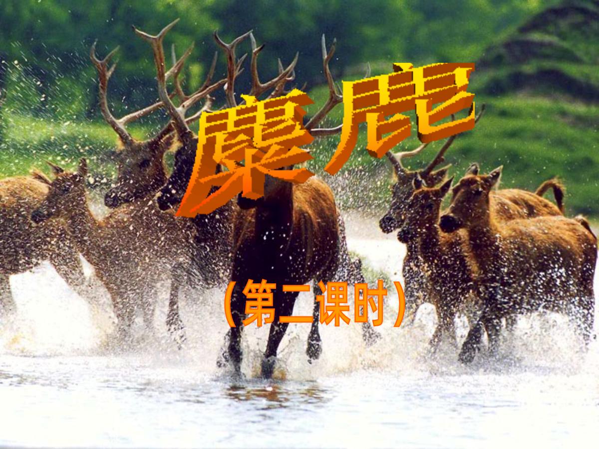 《麋鹿》PPT课件2