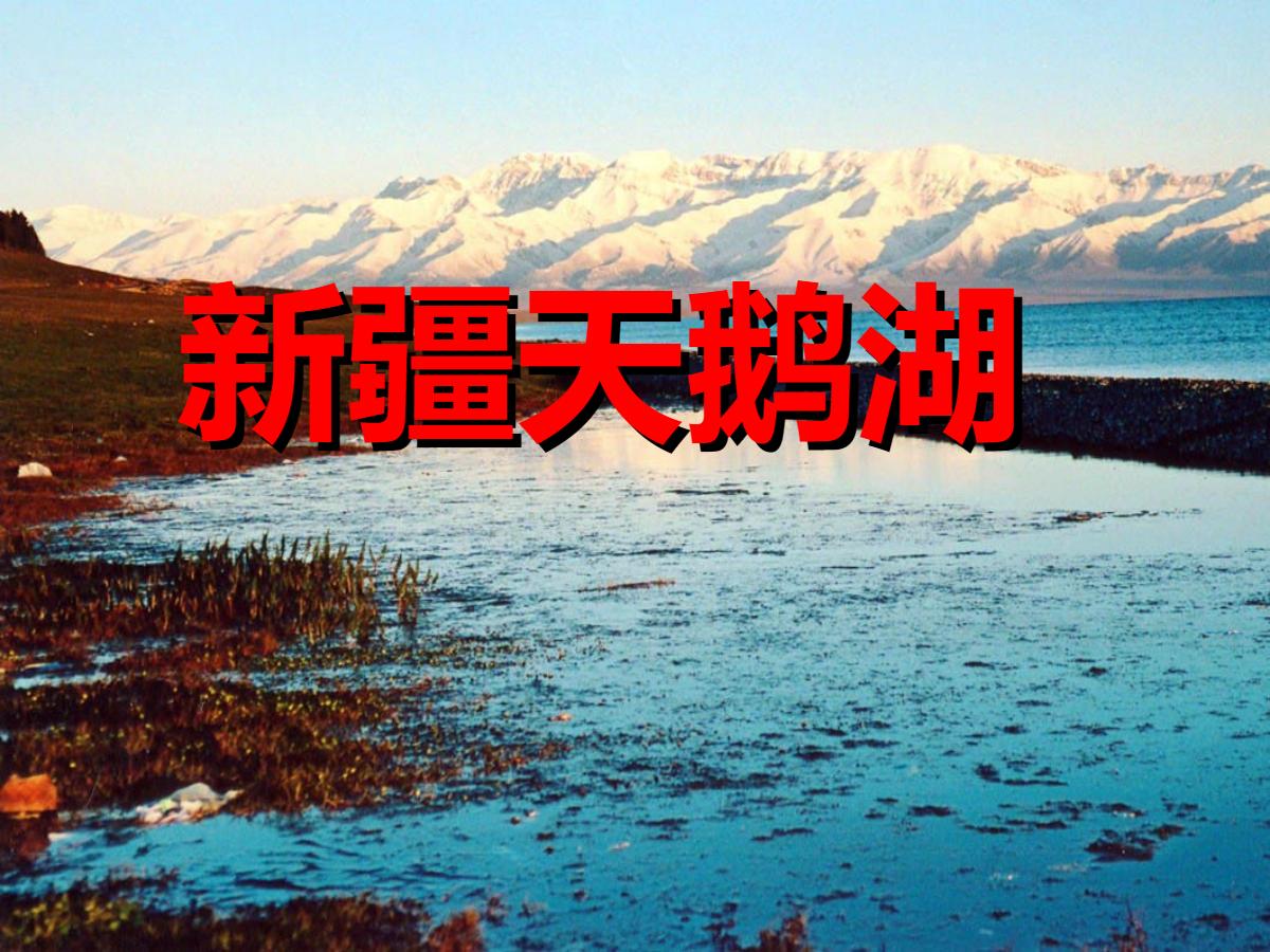《新疆天鹅湖》PPT课件