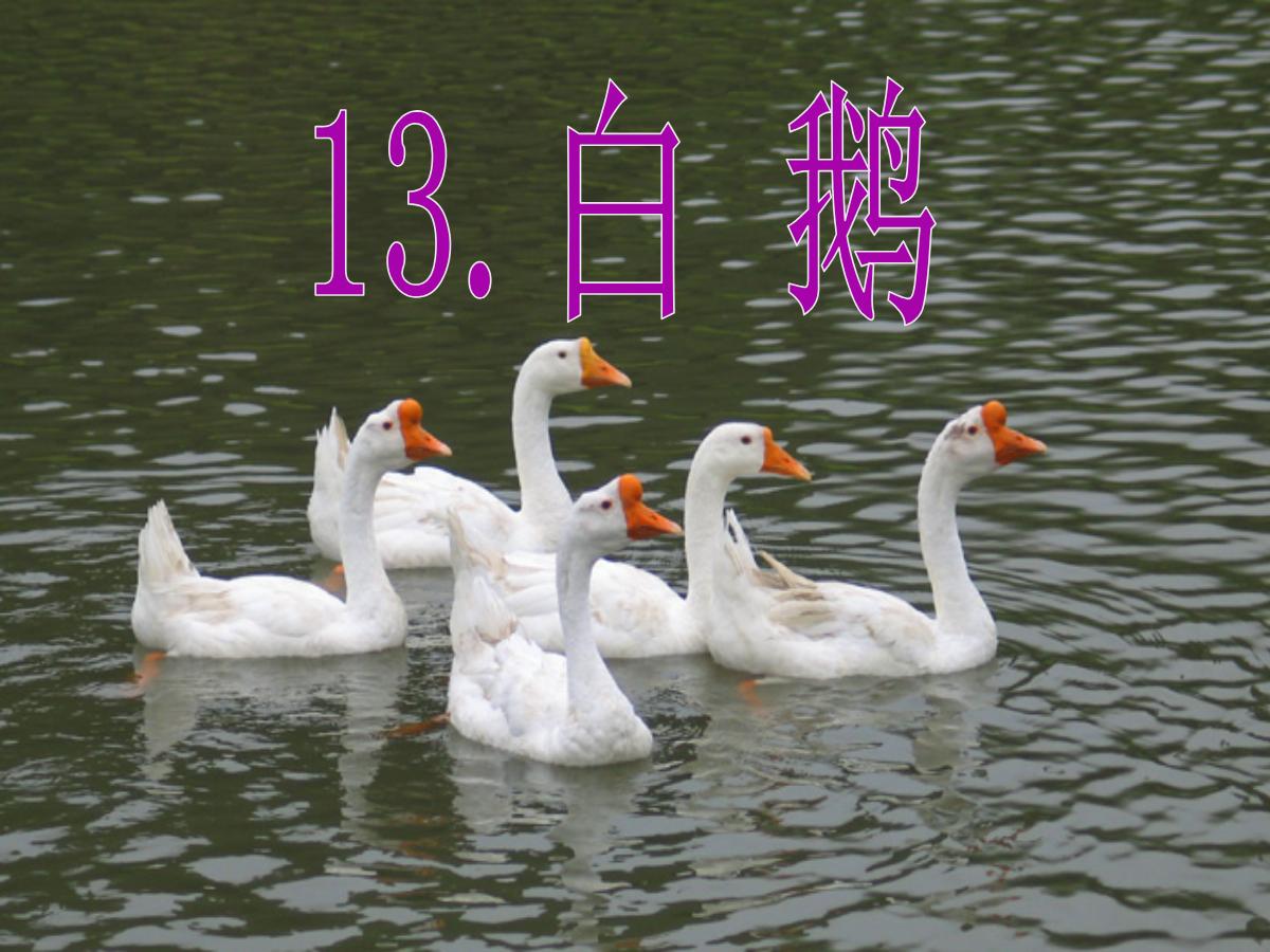 《白鹅》PPT课件下载4
