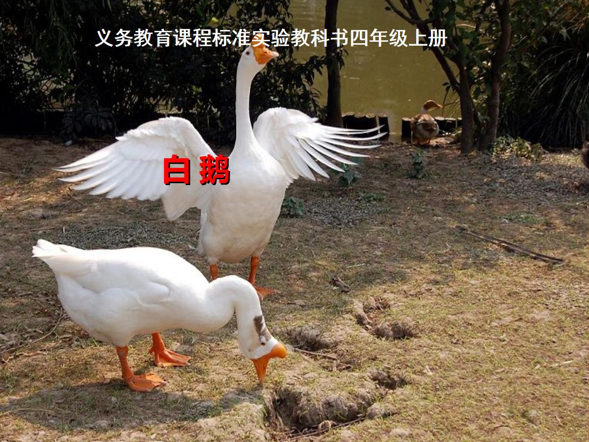 《白鹅》PPT课件下载5