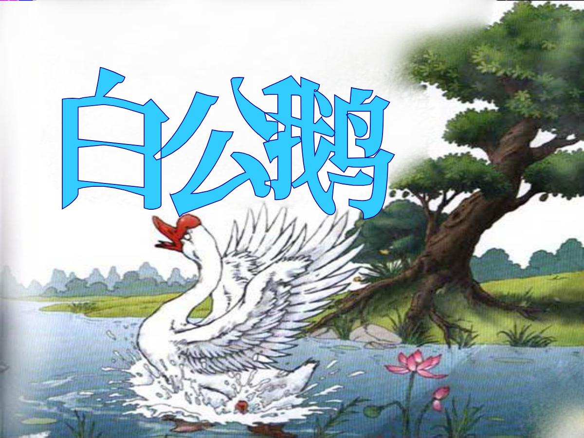 《白公鹅》PPT课件下载4