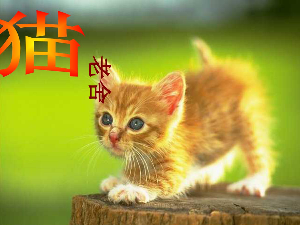 《猫》PPT课件下载5