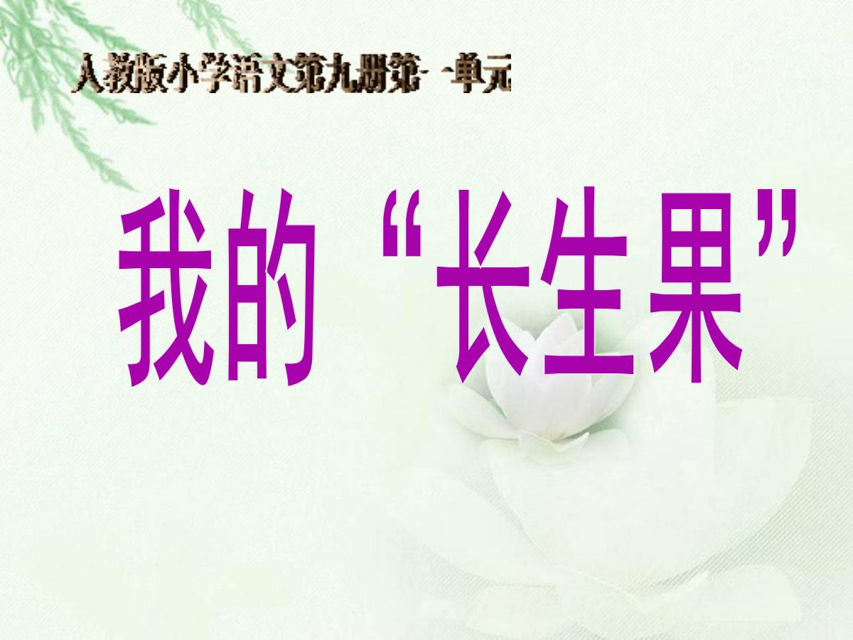 《我的“长生果”》PPT课件下载6