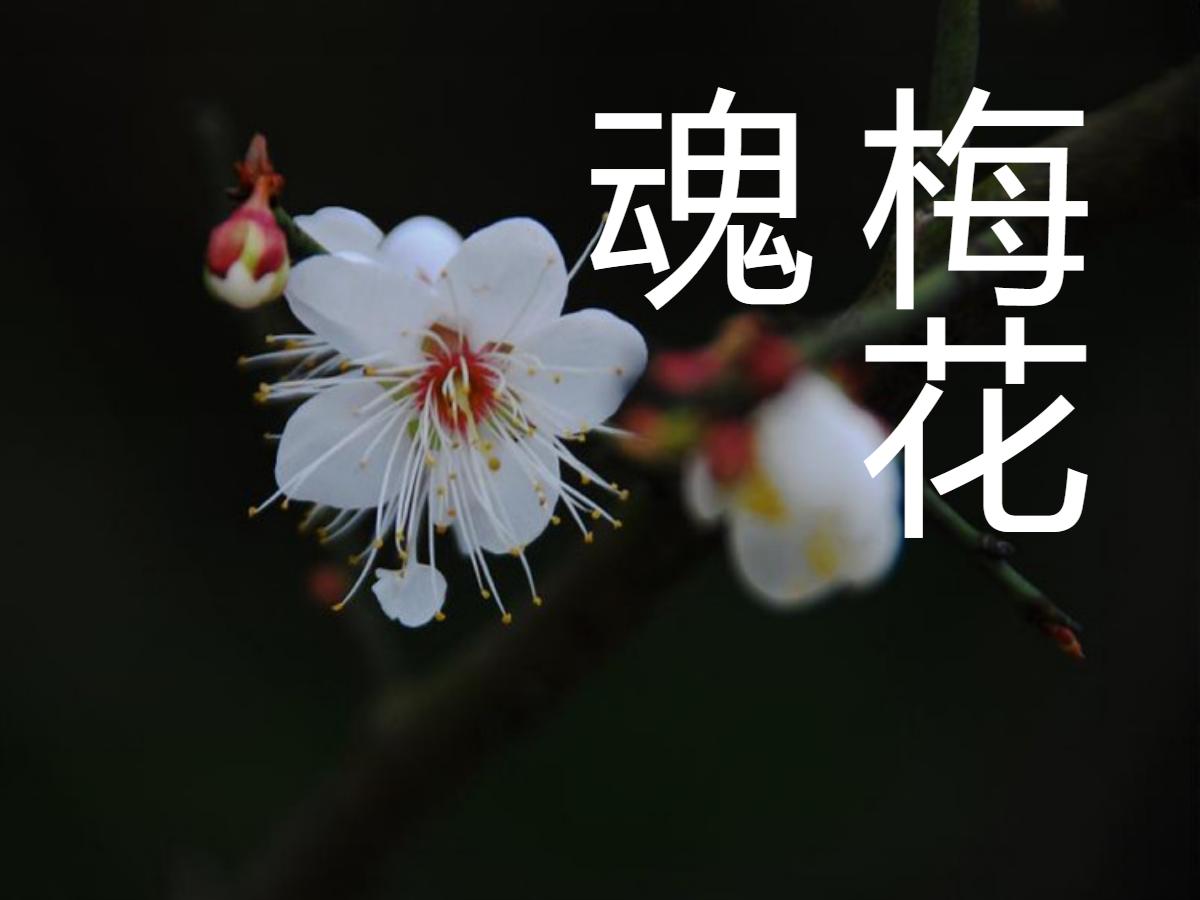 《梅花魂》PPT课件
