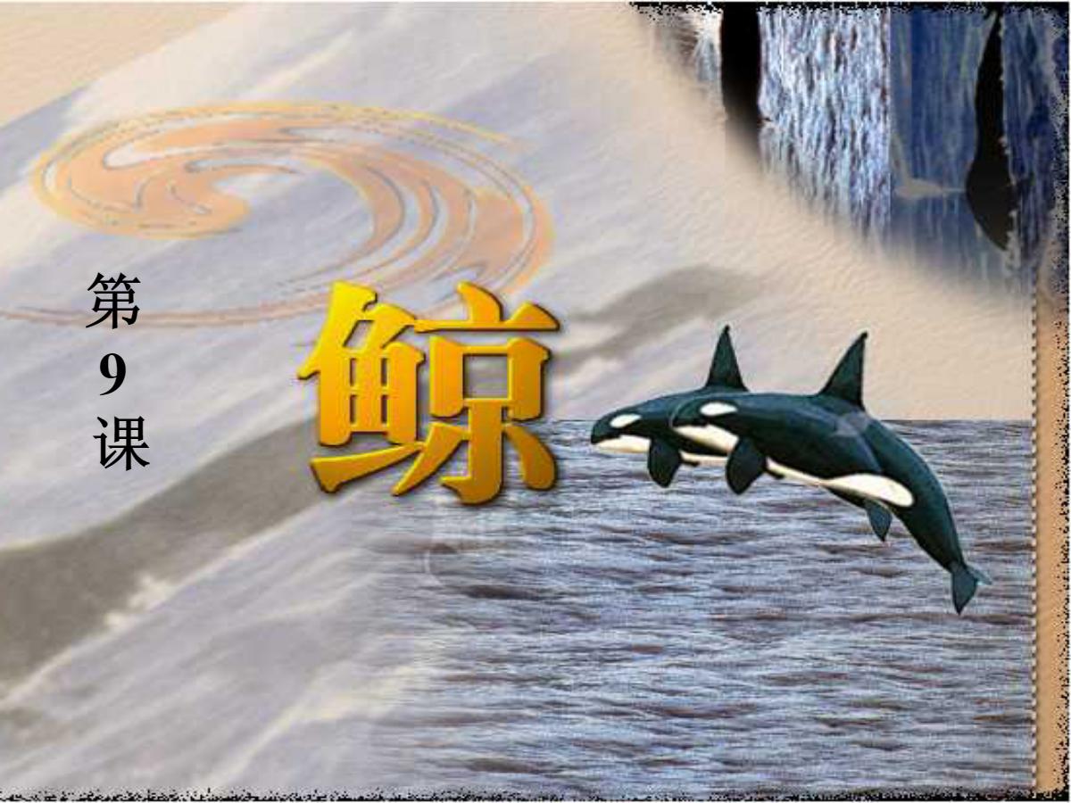 《鲸》PPT课件下载4
