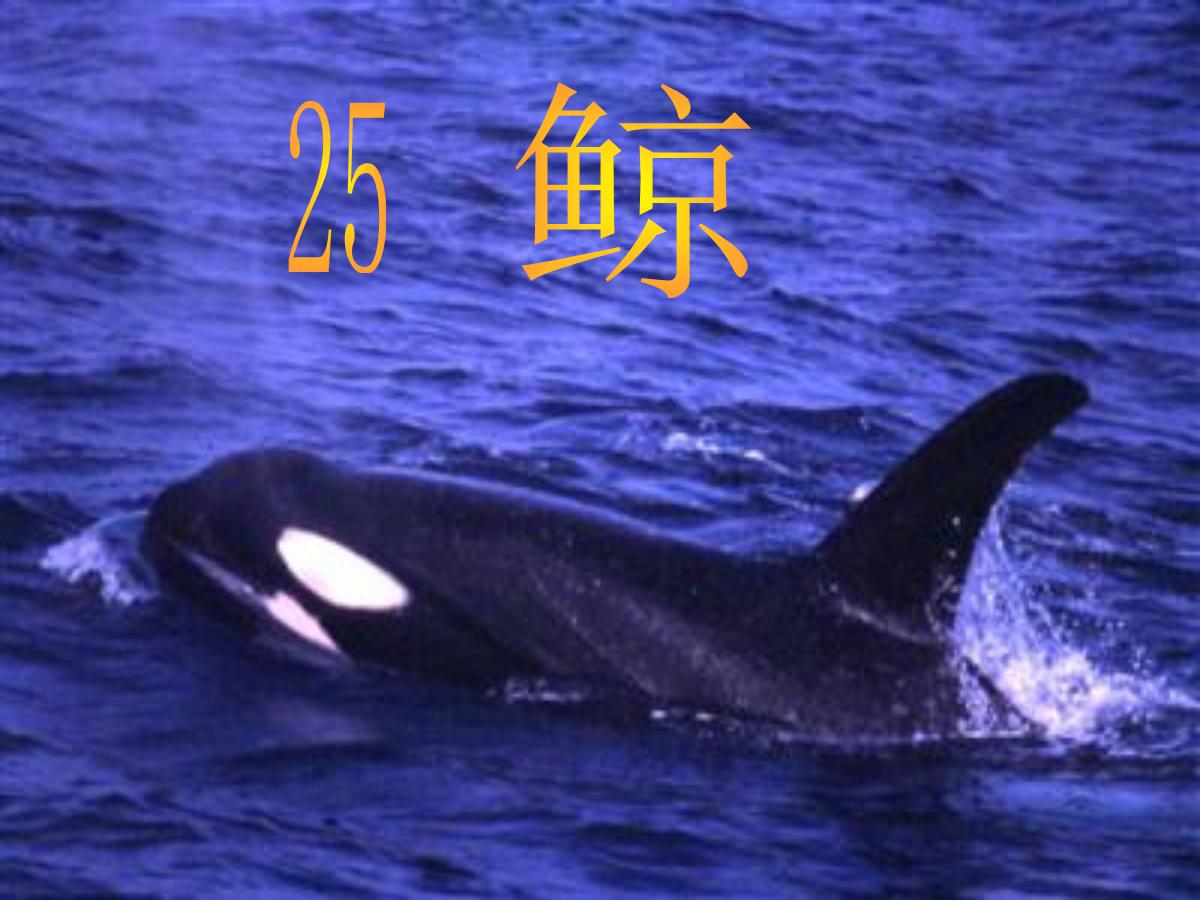 《鲸》PPT课件下载6