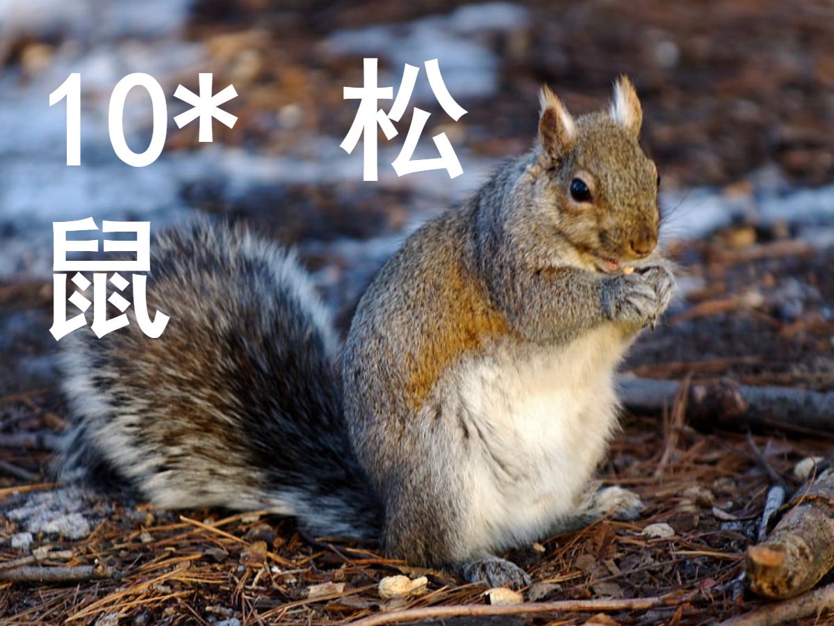 《松鼠》PPT课件下载6