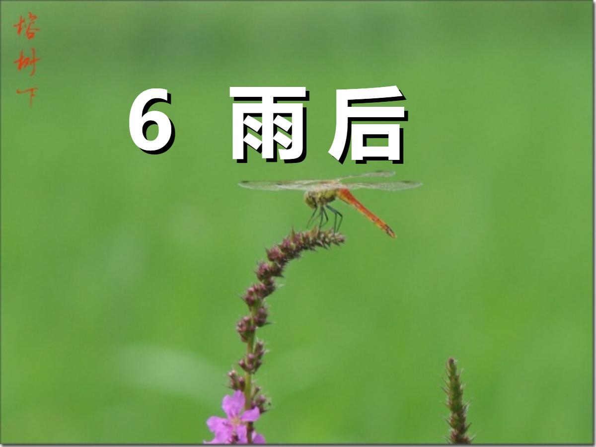 《雨后》PPT课件4