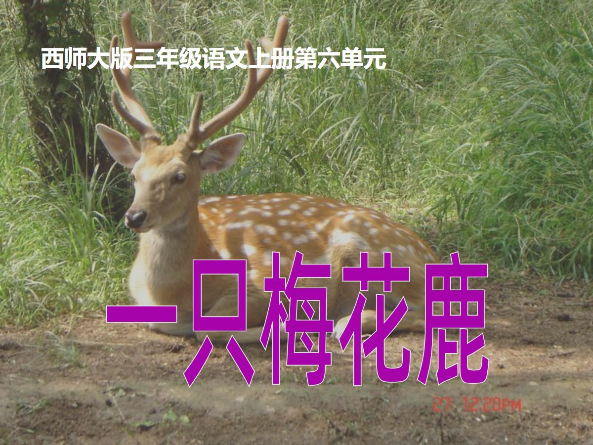 《一只梅花鹿》PPT课件