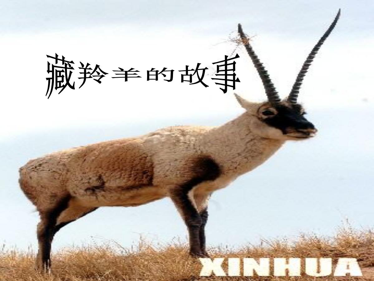 《藏羚羊的故事》PPT课件