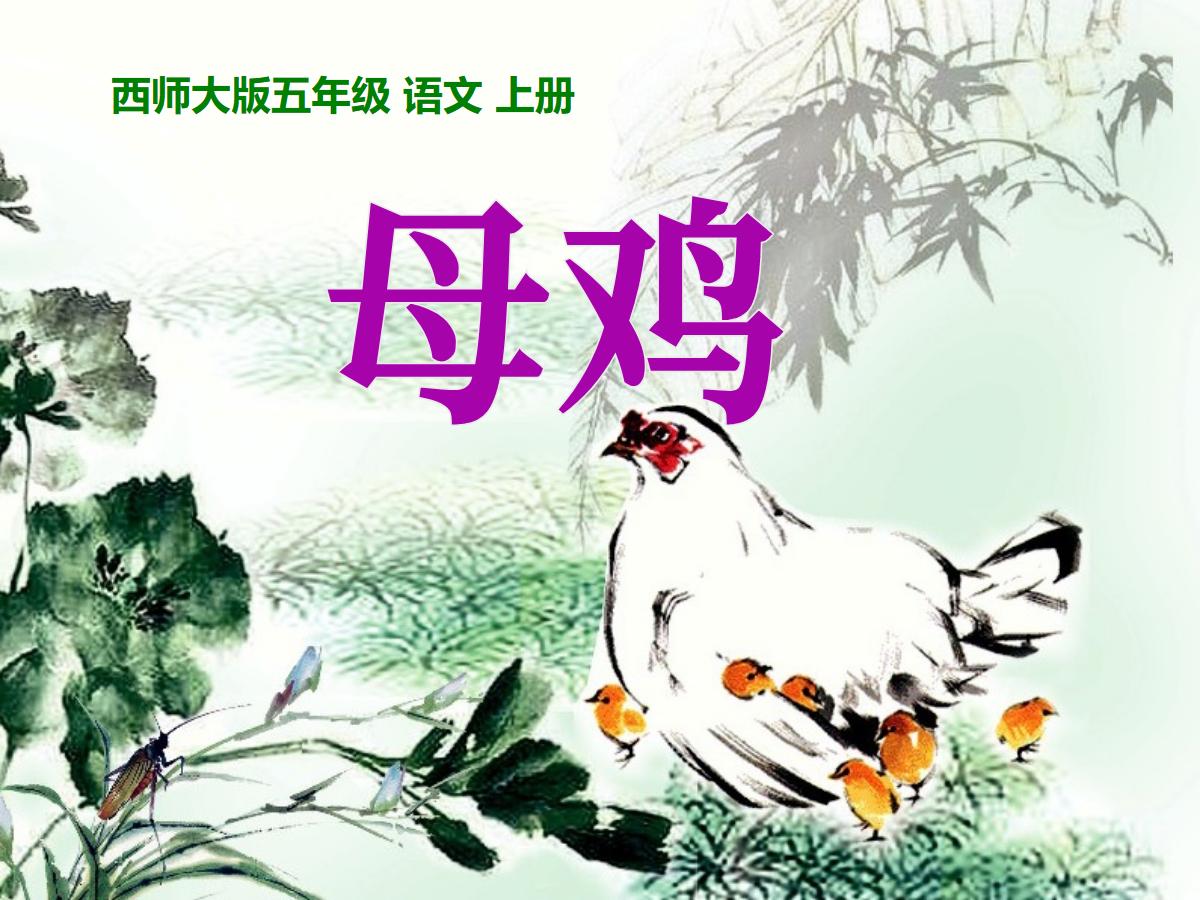 《母鸡》PPT课件2