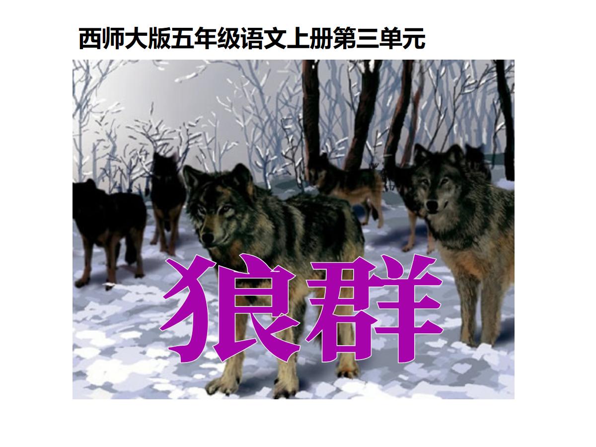 《狼群》PPT课件