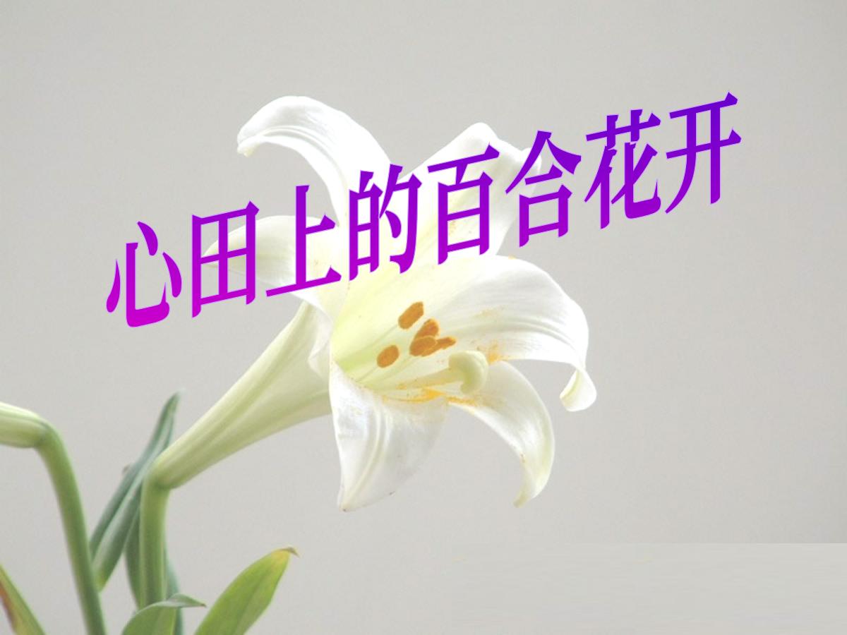 《心田上的百合花》PPT课件3