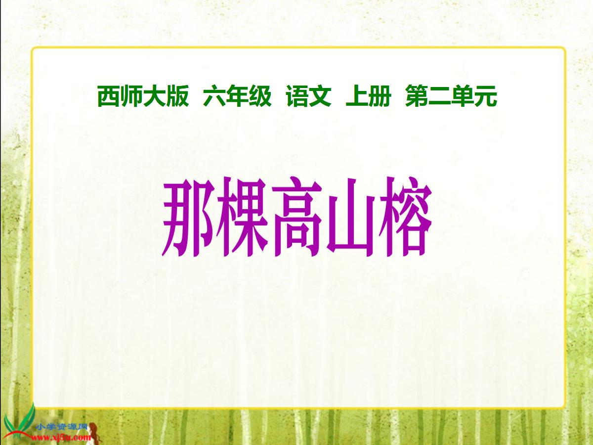 《那棵高山榕》PPT课件2