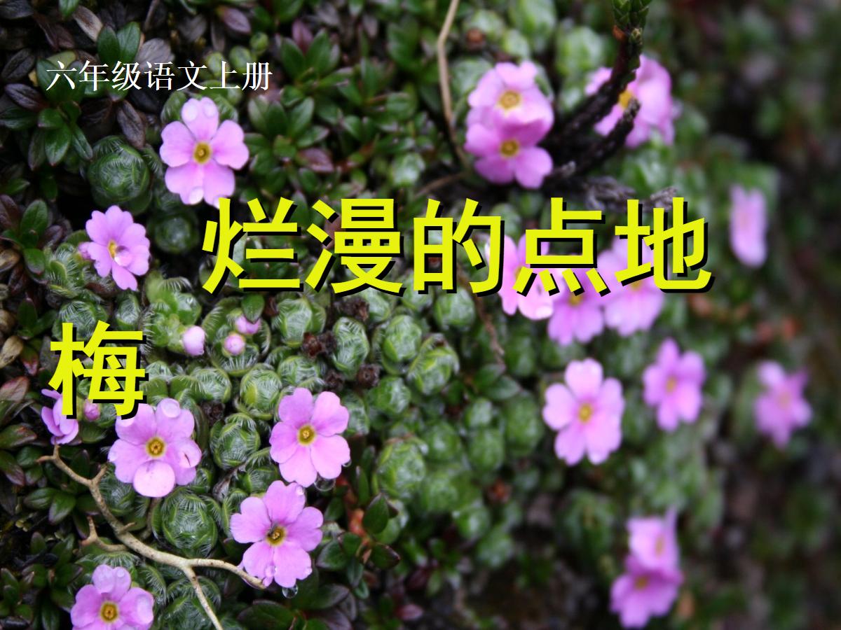 《烂漫的点地梅》PPT课件2