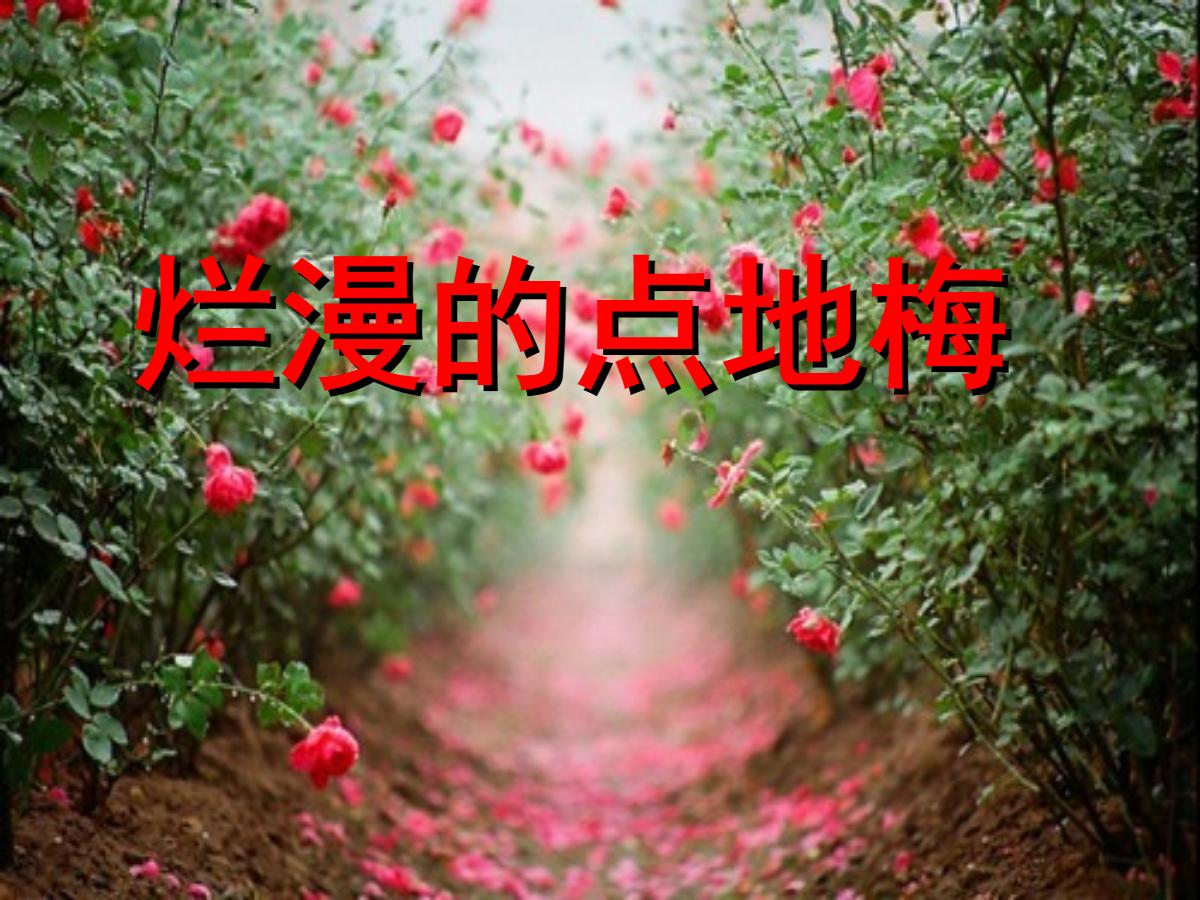 《烂漫的点地梅》PPT课件3