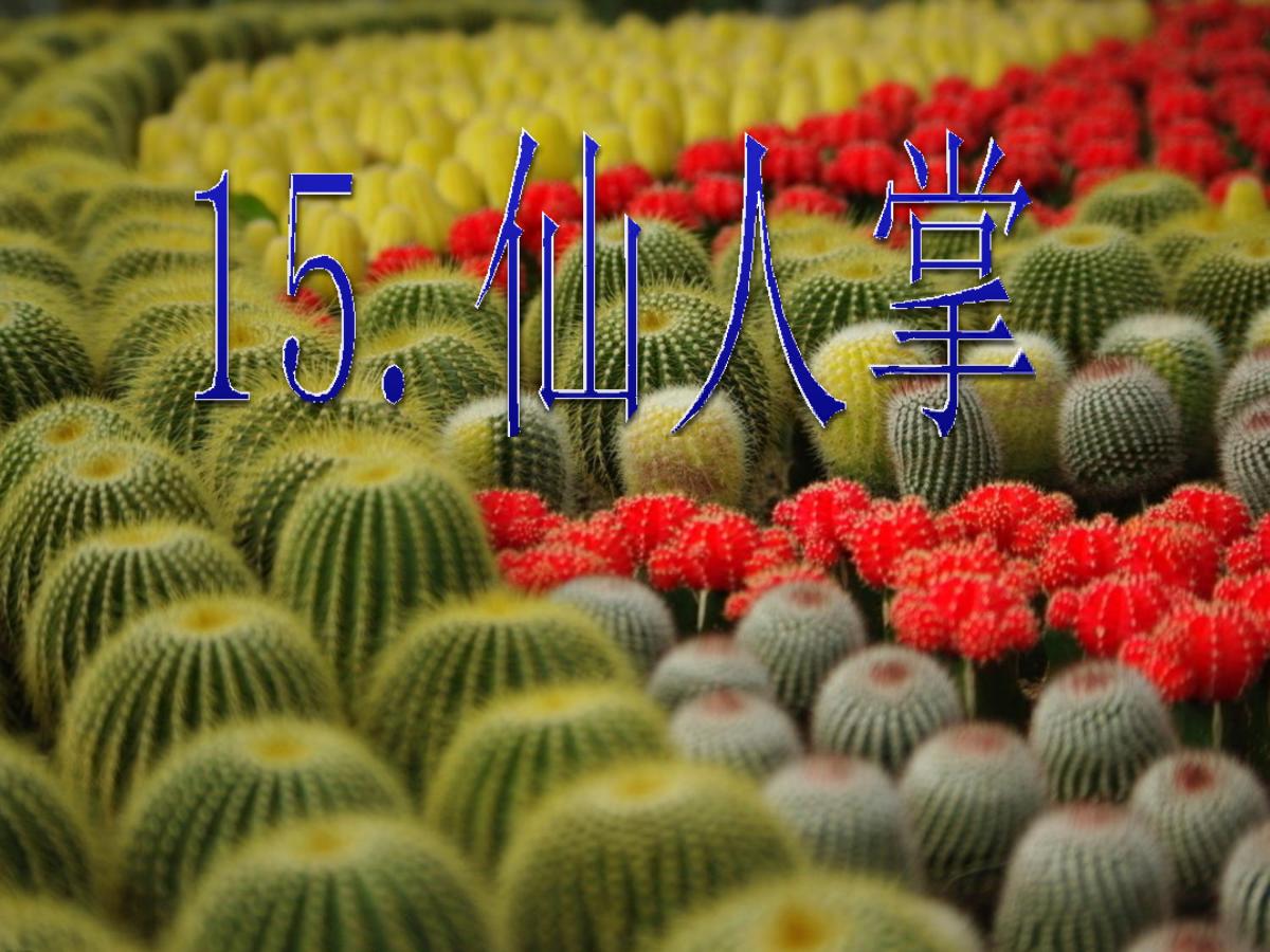 《仙人掌》PPT课件3
