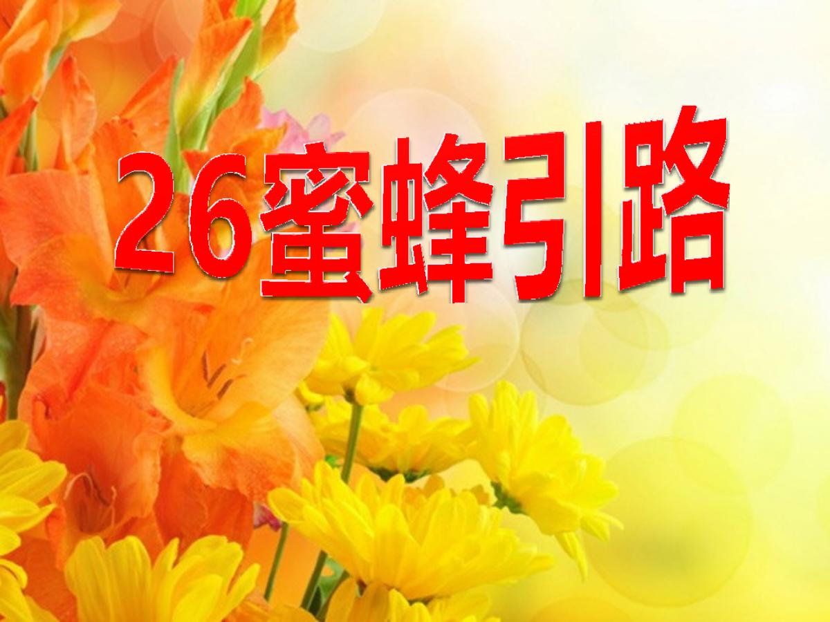 《蜜蜂引路》PPT课件4