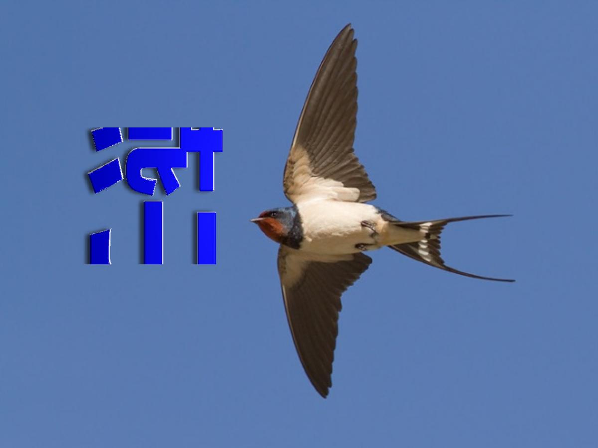 《燕子》PPT课件