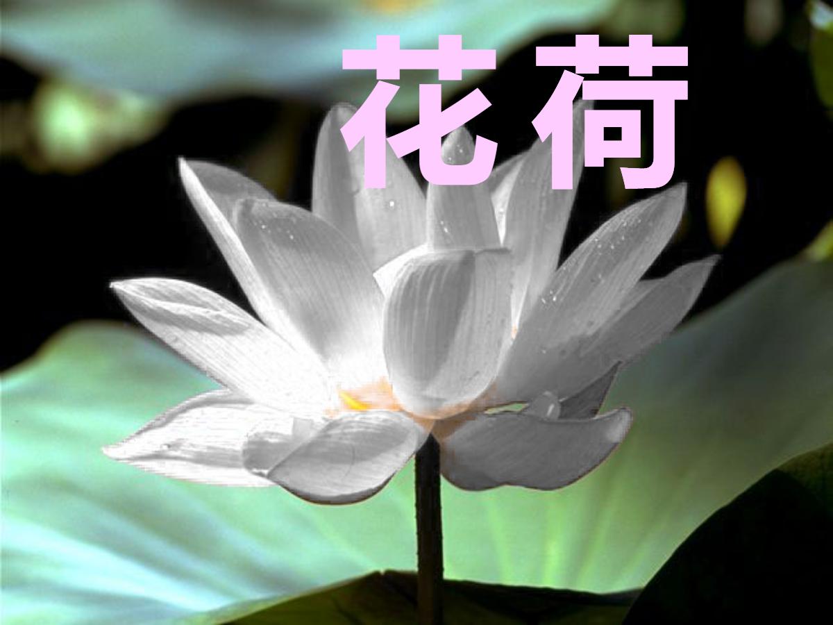 《荷花》PPT课件2