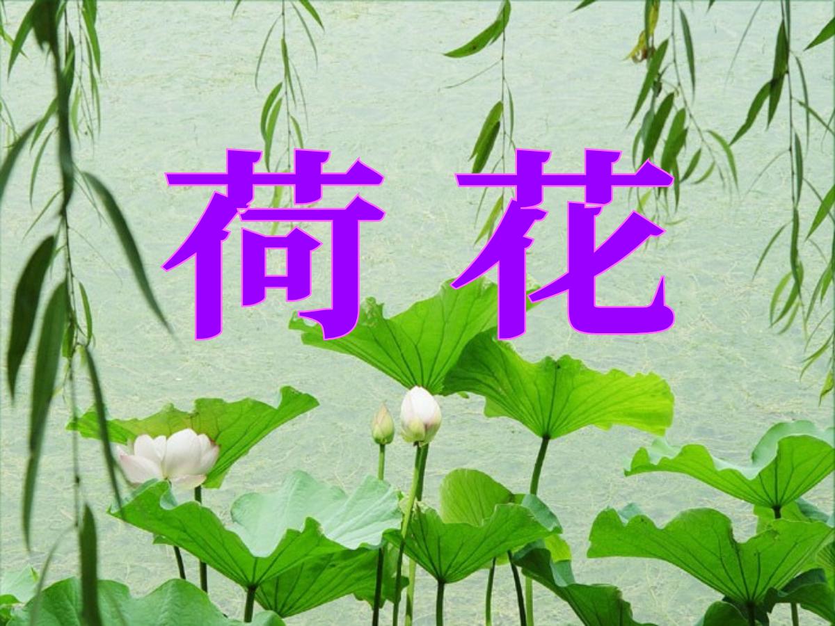 《荷花》PPT课件4