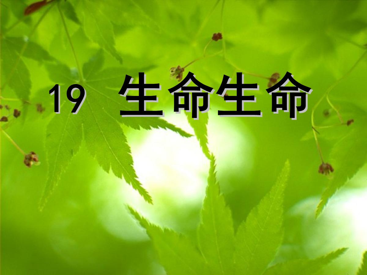 《生命生命》PPT课件5