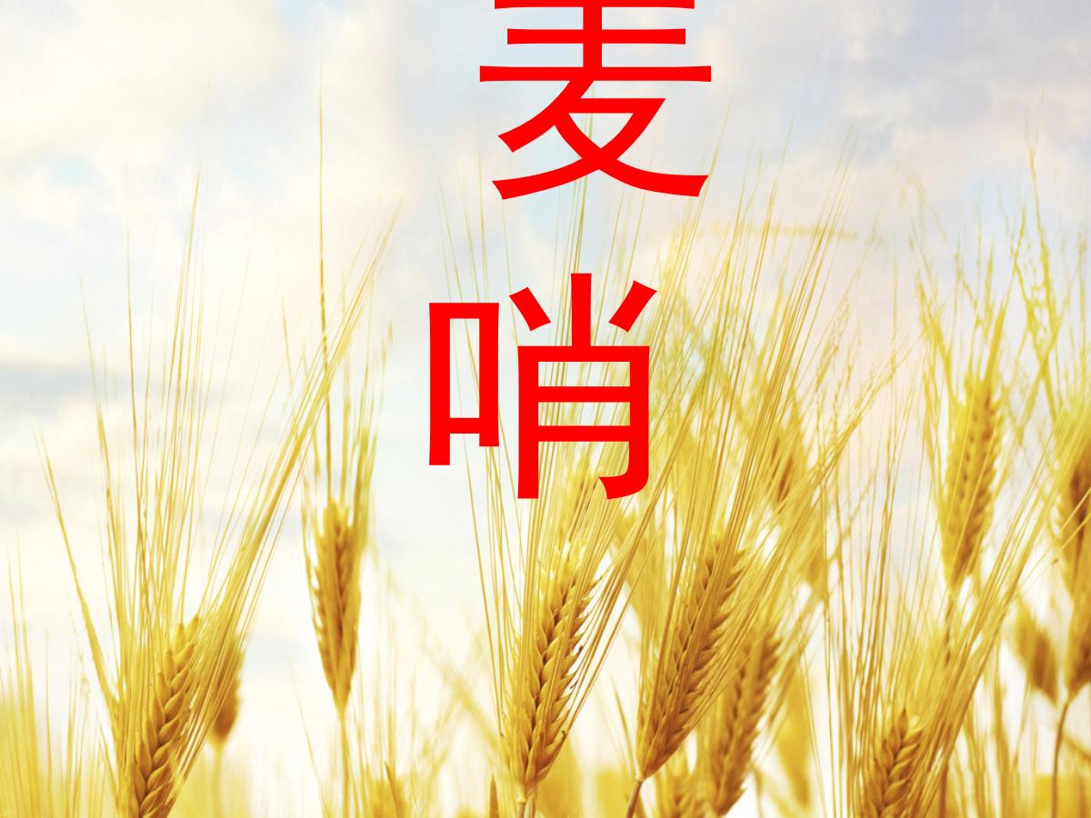 《麦哨》PPT课件3