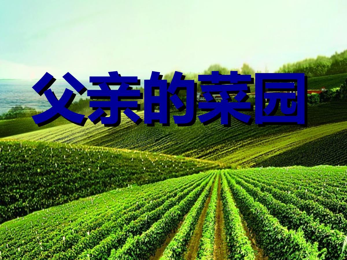 《父亲的菜园》PPT课件5