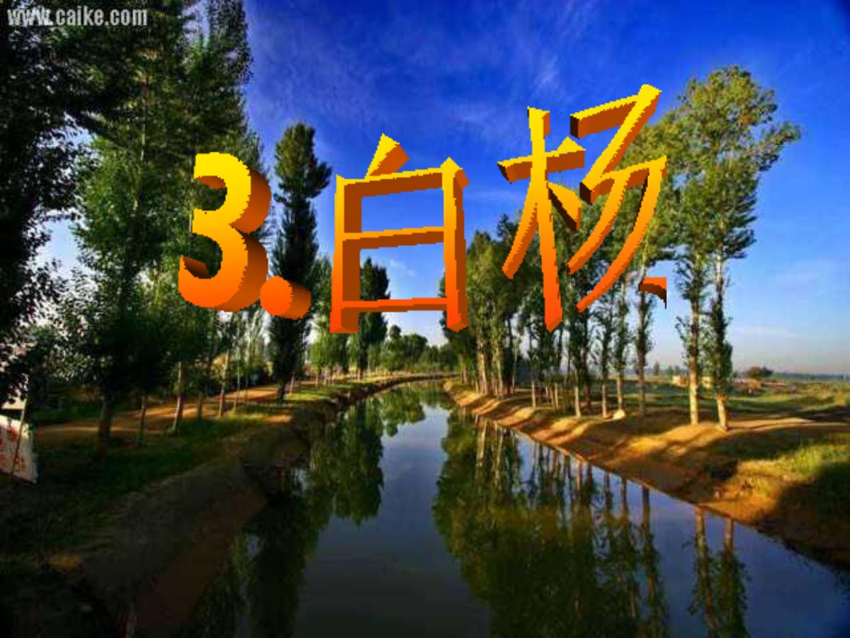 《白杨》PPT课件