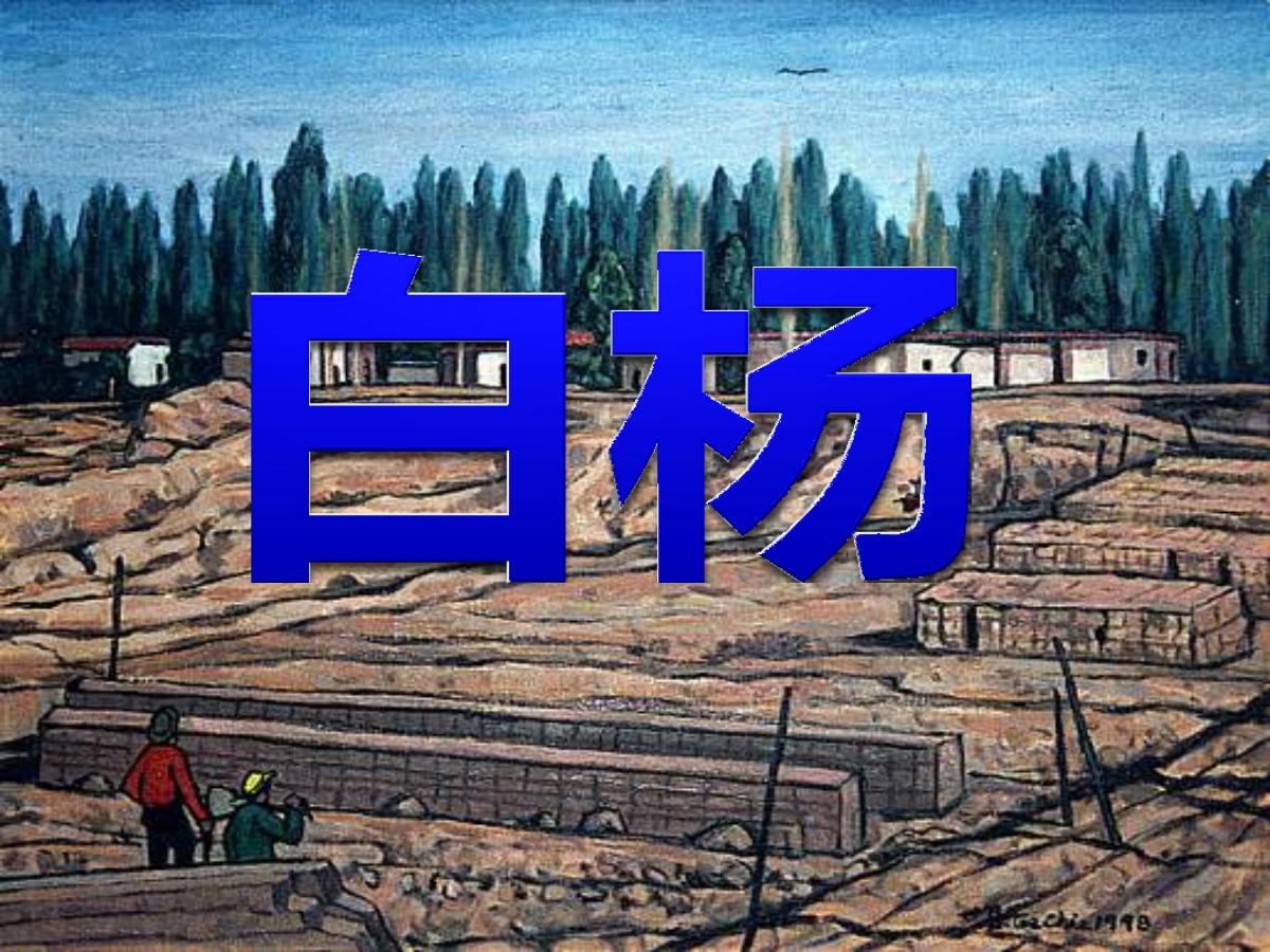 《白杨》PPT课件3