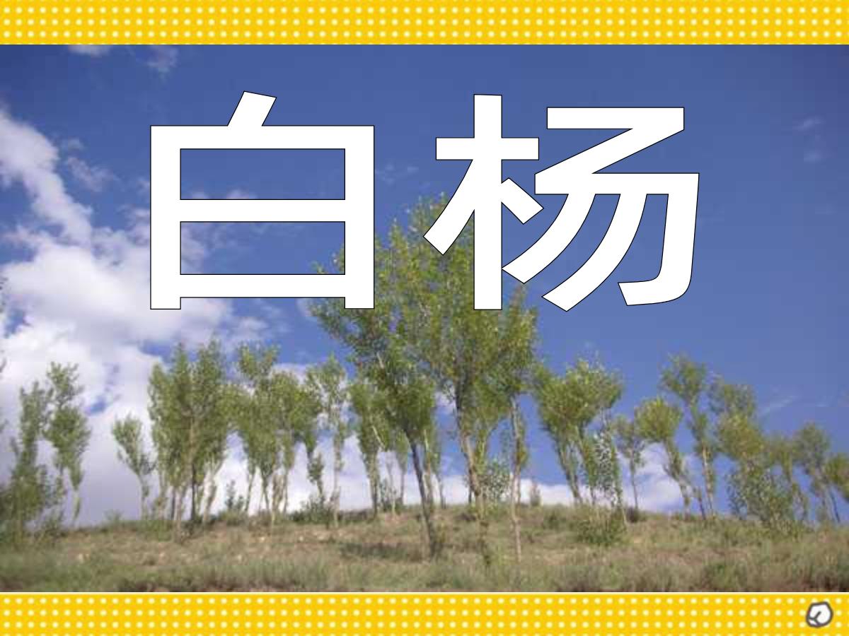 《白杨》PPT课件5