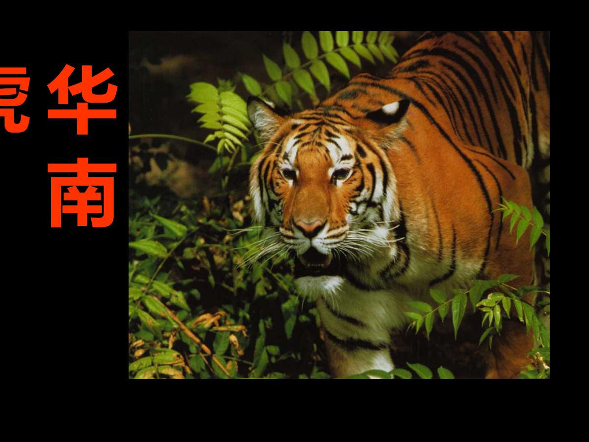 《华南虎》PPT课件3
