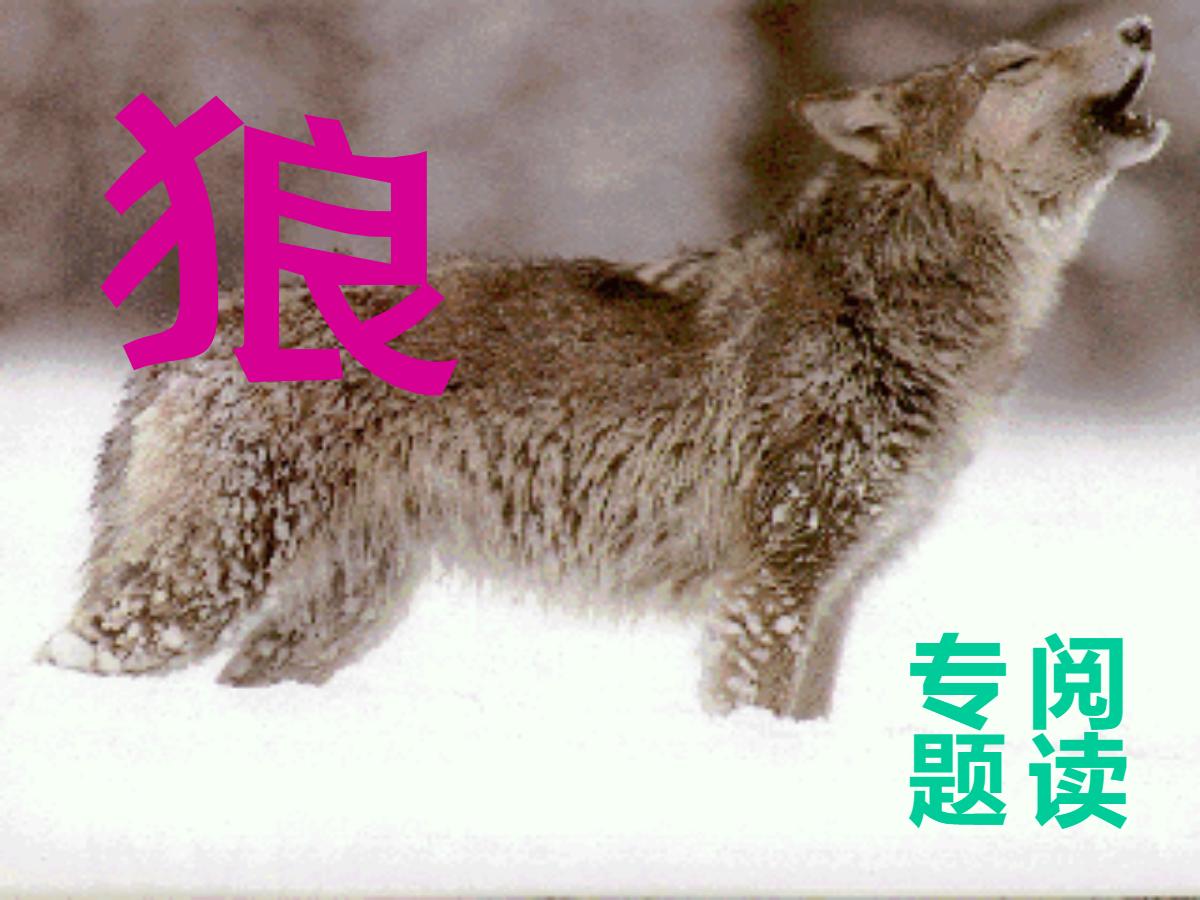 《狼》PPT课件2