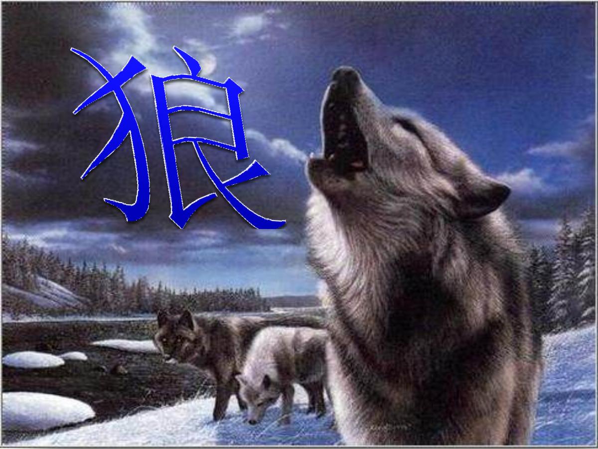 《狼》PPT课件3