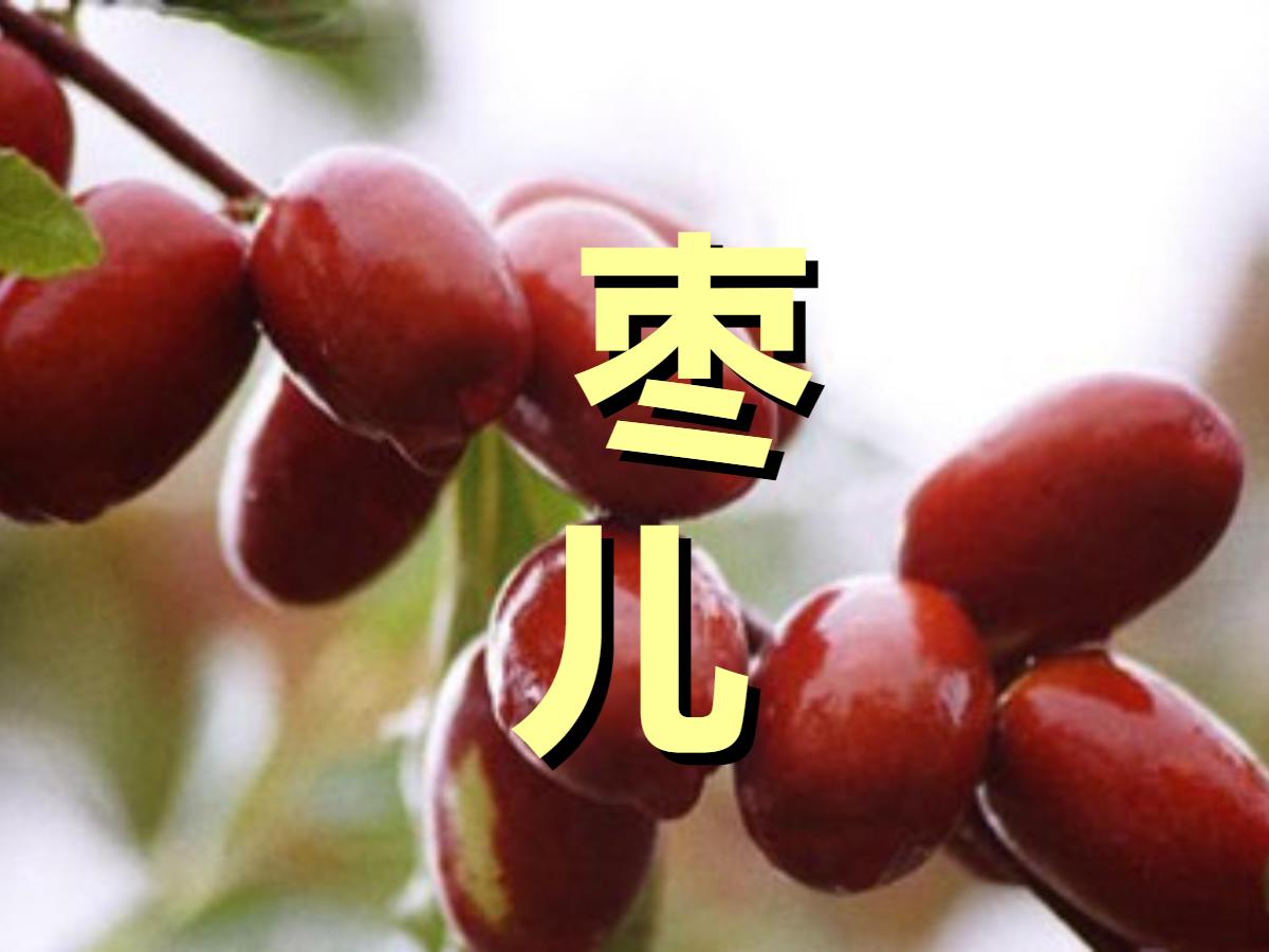 《枣儿》PPT课件2