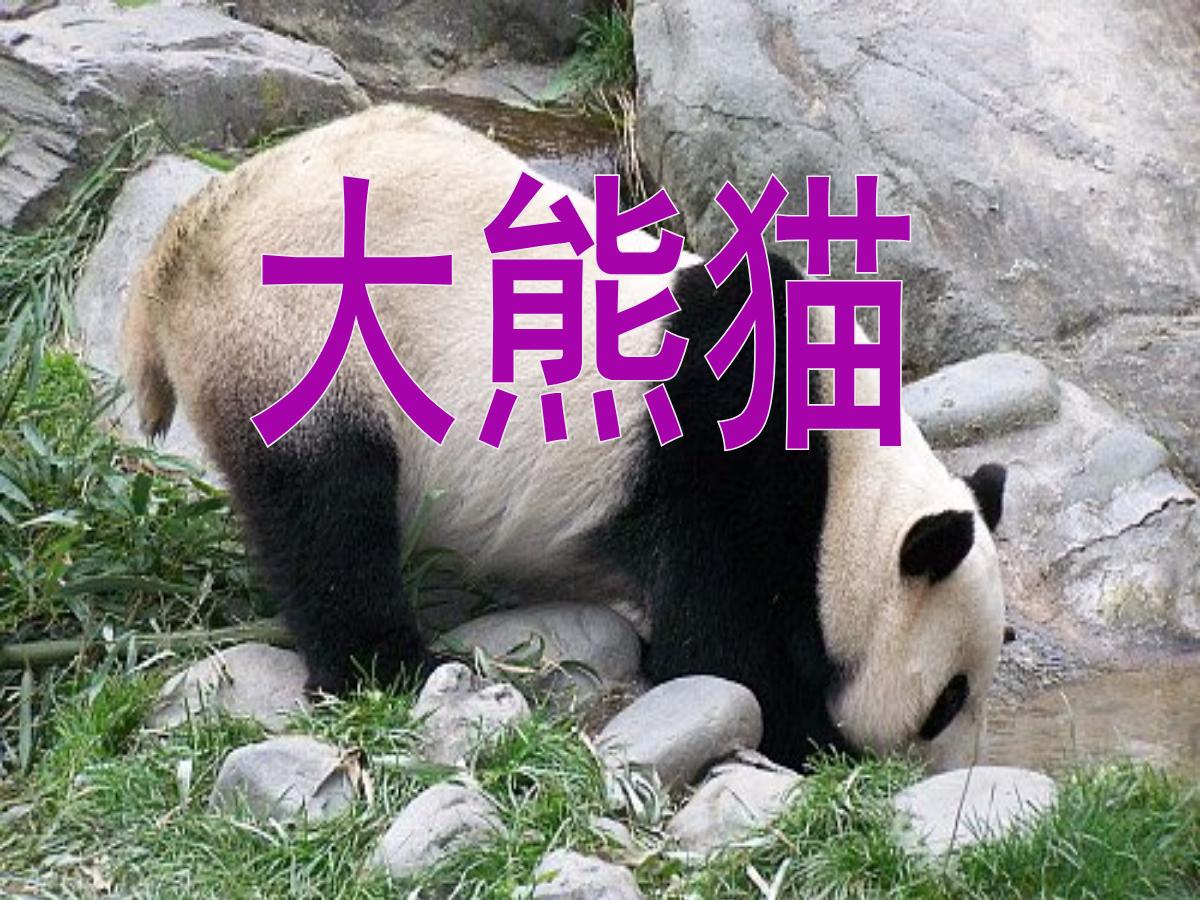 《大熊猫》PPT课件4
